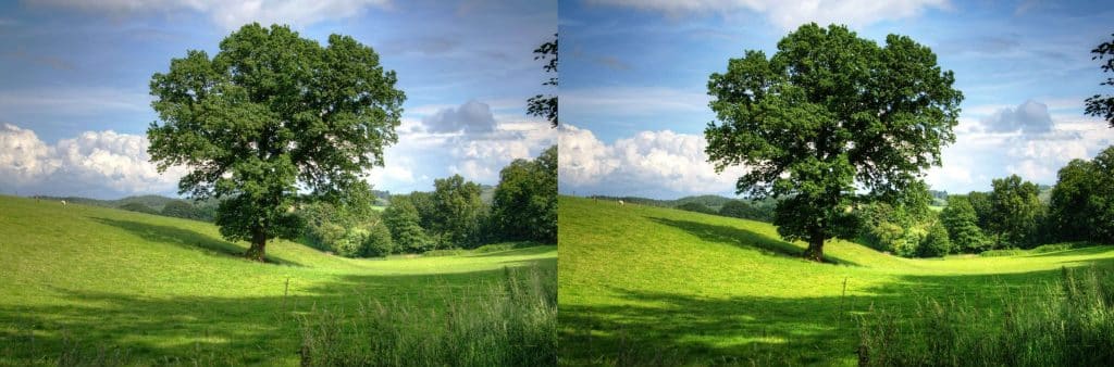 low contrast vs high contrast in an image of a tree